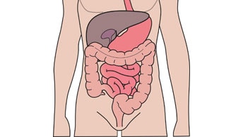 Comprendre vos appareils digestif et urinaire