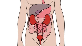 Le système urinaire